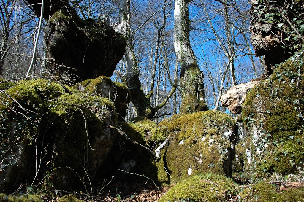 reflets du sous-bois