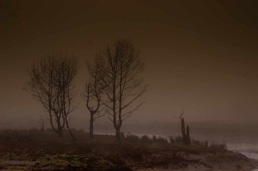 Un regard sur Brume