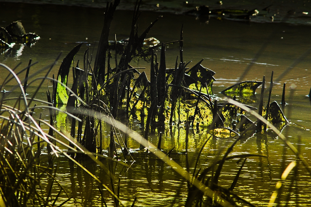 animaux dans leur environnement