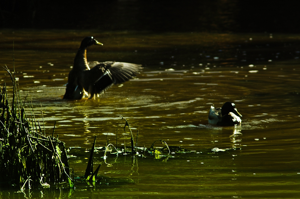 animaux dans leur environnement