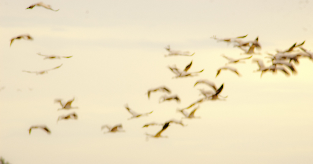 Entre ailes et ciel