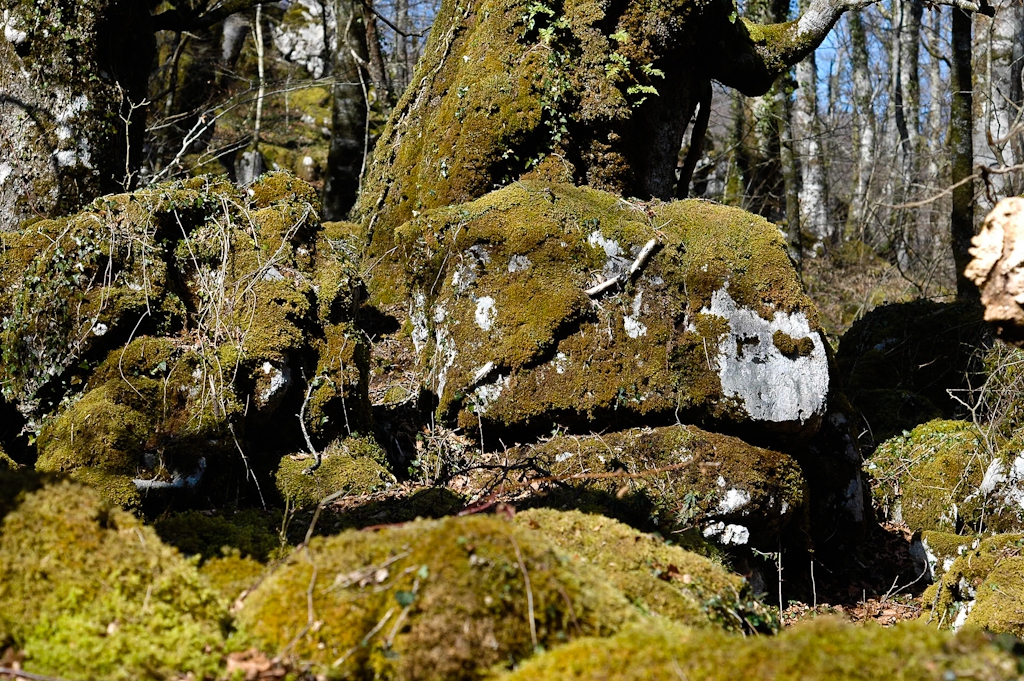 reflets du sous-bois