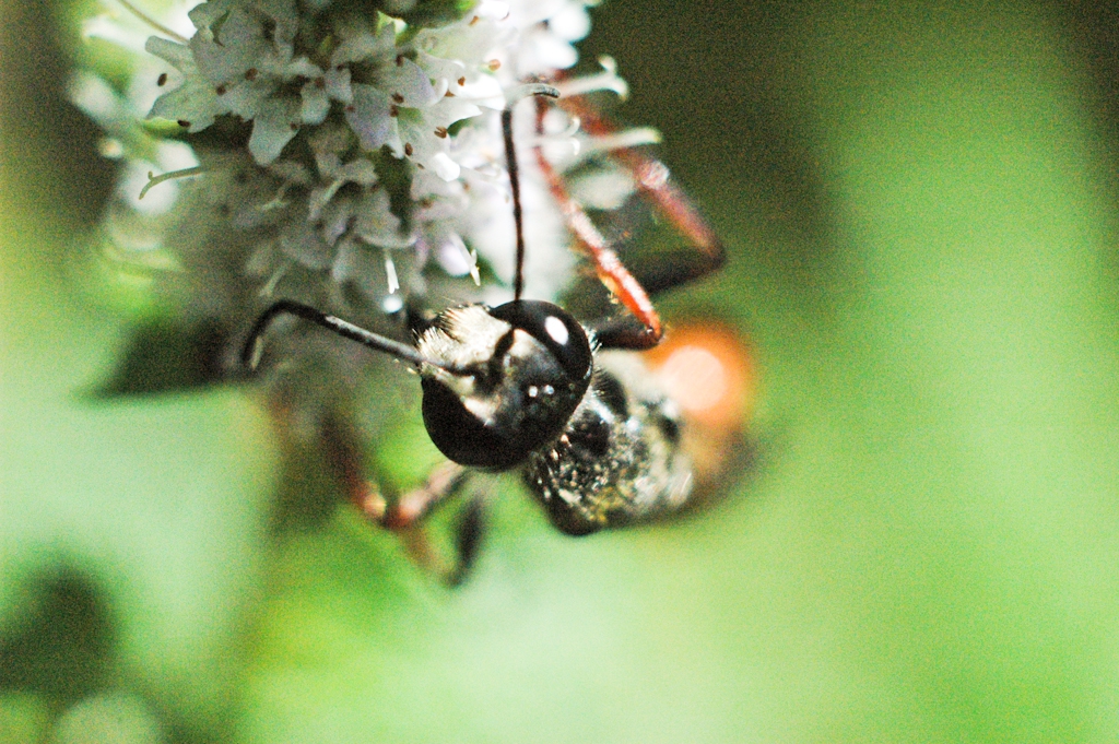 meeting of the spring