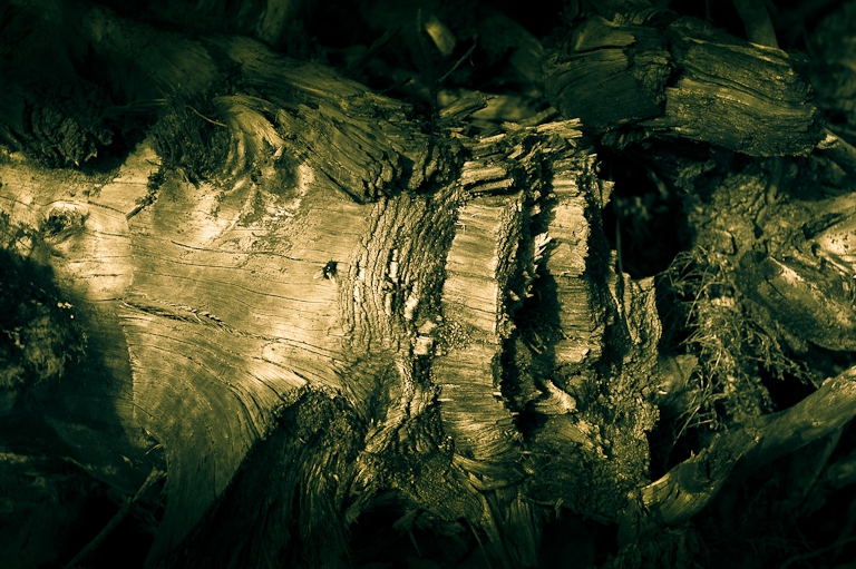Ink in the Stump
