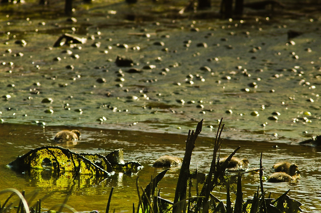 animaux dans leur environnement