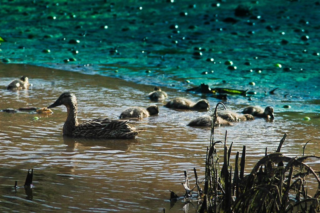 animales en su medio ambiente