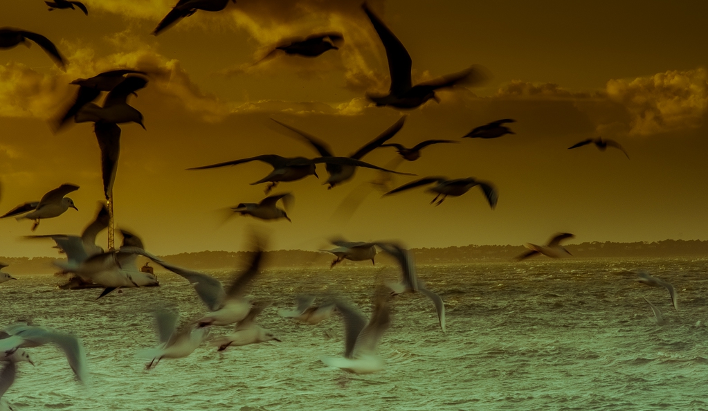 sea gull of the bassin